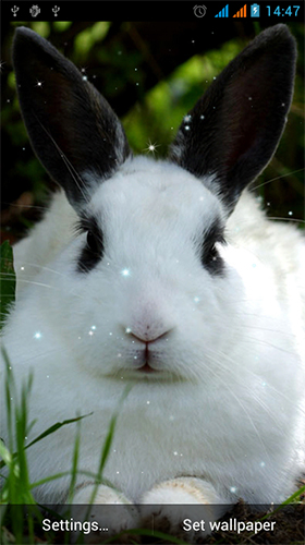 Скачать бесплатные живые обои Животные для Андроид на рабочий стол планшета: Bunny by Live Wallpapers Gallery.