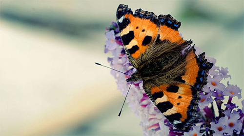 Скачать бесплатные живые обои Интерактивные для Андроид на рабочий стол планшета: Butterfly by Amazing Live Wallpaperss.