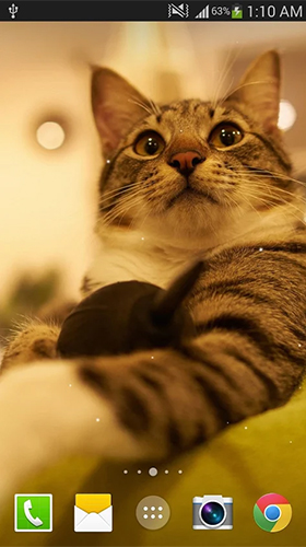 Скачать бесплатные живые обои Животные для Андроид на рабочий стол планшета: Cat by Live wallpaper HD.