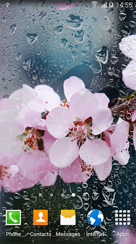 Скачать бесплатные живые обои Цветы для Андроид на рабочий стол планшета: Cherry in blossom by BlackBird Wallpapers.