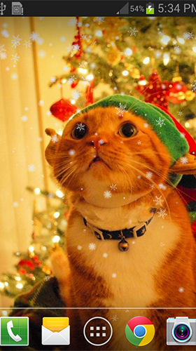 Скачать бесплатные живые обои Животные для Андроид на рабочий стол планшета: Christmas cat by live wallpaper HongKong.