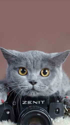 Скачать бесплатные живые обои Животные для Андроид на рабочий стол планшета: Cute cat by Premium Developer.