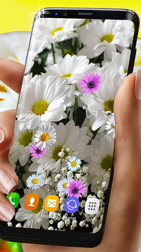 Скачать бесплатные живые обои Цветы для Андроид на рабочий стол планшета: Daisies HQ.