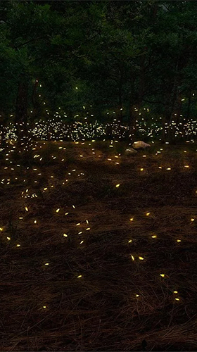 Скачать бесплатные живые обои Пейзаж для Андроид на рабочий стол планшета: Fireflies 3D by Live Wallpaper HD 3D.