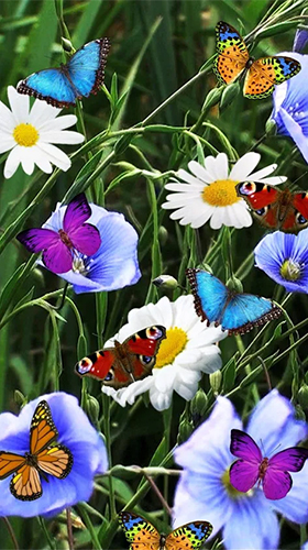 Скачать бесплатные живые обои Цветы для Андроид на рабочий стол планшета: Flowers by Cosmic Mobile Wallpapers.