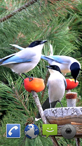 Скачать бесплатно живые обои Garden birds на Андроид телефоны и планшеты.