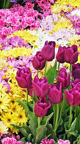 Скачать бесплатные живые обои Цветы для Андроид на рабочий стол планшета: Garden flowers.