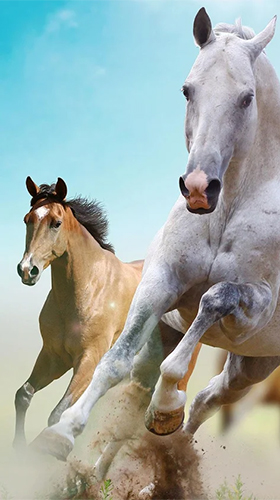 Скачать бесплатные живые обои Животные для Андроид на рабочий стол планшета: Horse by Happy live wallpapers.