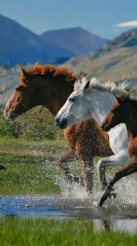 Скачать бесплатные живые обои Животные для Андроид на рабочий стол планшета: Horses by Pro Live Wallpapers.