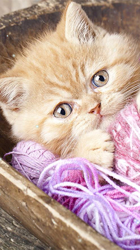 Скачать бесплатные живые обои Животные для Андроид на рабочий стол планшета: Kittens by Wallpaper qHD.