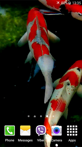 0 koi by jacal video live wallpapers02