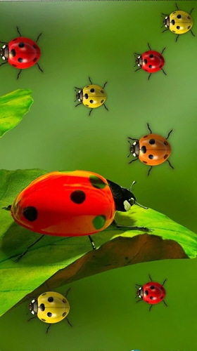 Скачать бесплатные живые обои Животные для Андроид на рабочий стол планшета: Ladybugs by 3D HD Moving Live Wallpapers Magic Touch Clocks.
