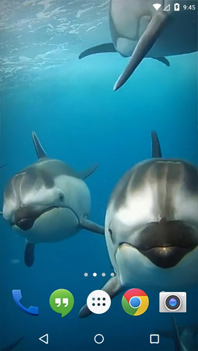 Скачать бесплатно живые обои Ocean 3D: Dolphin на Андроид телефоны и планшеты.