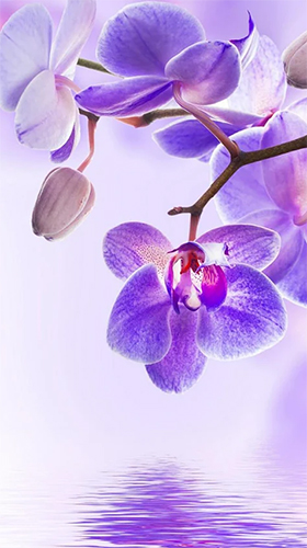 Скачать бесплатные живые обои Цветы для Андроид на рабочий стол планшета: Orchid by Art LWP.