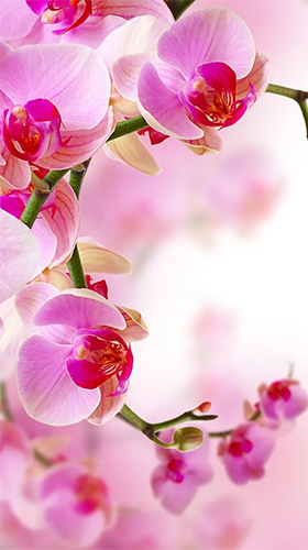 Скачать бесплатные живые обои Цветы для Андроид на рабочий стол планшета: Orchid by Creative Factory Wallpapers.