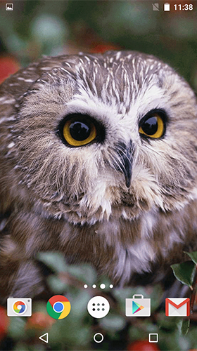Скачать бесплатные живые обои Животные для Андроид на рабочий стол планшета: Owl by MISVI Apps for Your Phone.