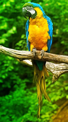Скачать бесплатные живые обои Животные для Андроид на рабочий стол планшета: Parrot by Live Animals APPS.