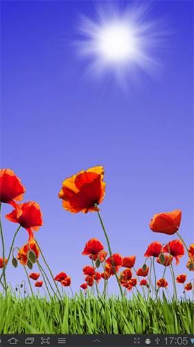 Скачать бесплатные живые обои Цветы для Андроид на рабочий стол планшета: Poppy field.