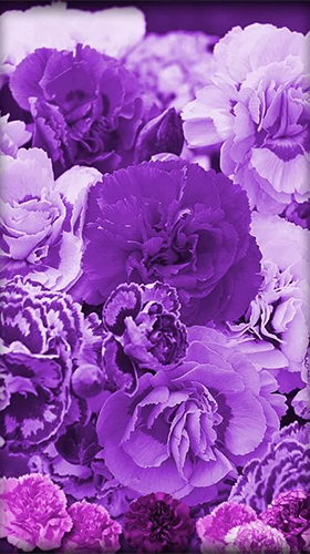 Скачать бесплатные живые обои Интерактивные для Андроид на рабочий стол планшета: Purple flowers.