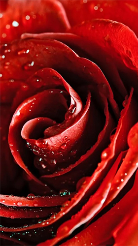 Скачать бесплатные живые обои для Андроид на рабочий стол планшета: Red rose by HQ Awesome Live Wallpaper.