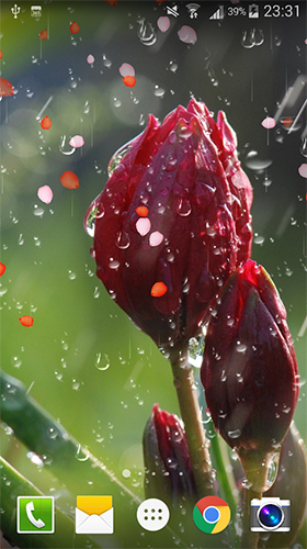 Скачать бесплатные живые обои Цветы для Андроид на рабочий стол планшета: Rose: Raindrop.