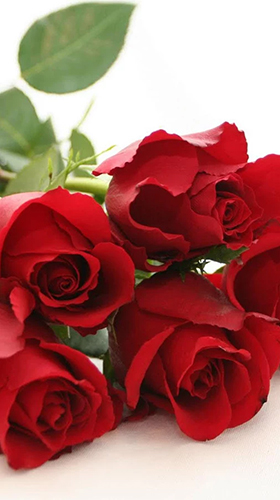 Скачать бесплатно живые обои Roses 3D by Happy live wallpapers на Андроид телефоны и планшеты.