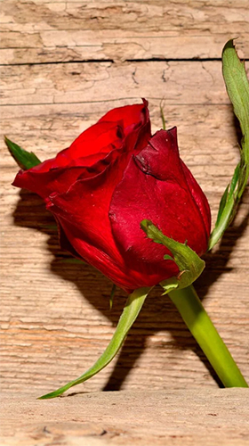 Скачать бесплатно живые обои Roses by Live Wallpaper HD 3D на Андроид телефоны и планшеты.