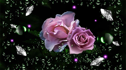 Скачать бесплатные живые обои Цветы для Андроид на рабочий стол планшета: Roses diamond dew.