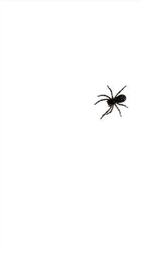 Скачать бесплатные живые обои Животные для Андроид на рабочий стол планшета: Spider by villeHugh.