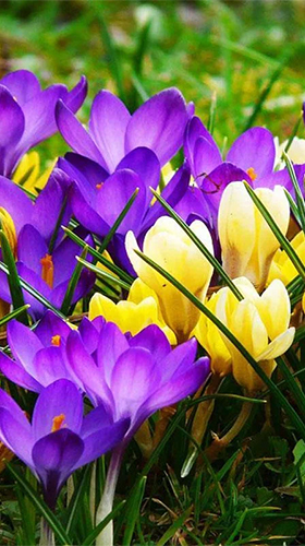 Скачать бесплатные живые обои Цветы для Андроид на рабочий стол планшета: Spring crocus.
