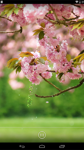 Скачать бесплатные живые обои Цветы для Андроид на рабочий стол планшета: Spring flowers by orchid.