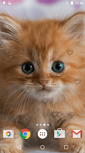 Скачать бесплатные живые обои Животные для Андроид на рабочий стол планшета: Сute kittens.