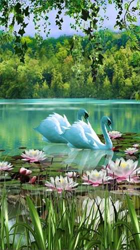 Скачать бесплатные живые обои Животные для Андроид на рабочий стол планшета: Swans and lilies.