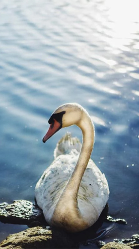 Скачать бесплатные живые обои Животные для Андроид на рабочий стол планшета: Swans.