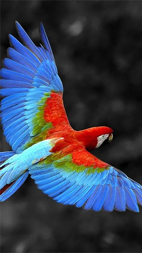 Скачать бесплатные живые обои Животные для Андроид на рабочий стол планшета: Talking parrot.