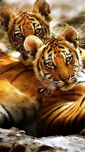 Скачать бесплатные живые обои Животные для Андроид на рабочий стол планшета: Tiger by Jango LWP Studio.