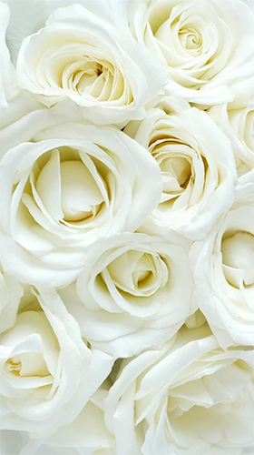 Скачать бесплатные живые обои Цветы для Андроид на рабочий стол планшета: White rose by HQ Awesome Live Wallpaper.