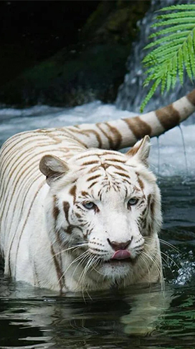 Скачать бесплатные живые обои Животные для Андроид на рабочий стол планшета: White tiger by Revenge Solution.