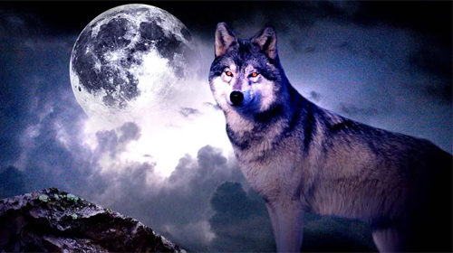 Скачать бесплатные живые обои Животные для Андроид на рабочий стол планшета: Wolf 3D.