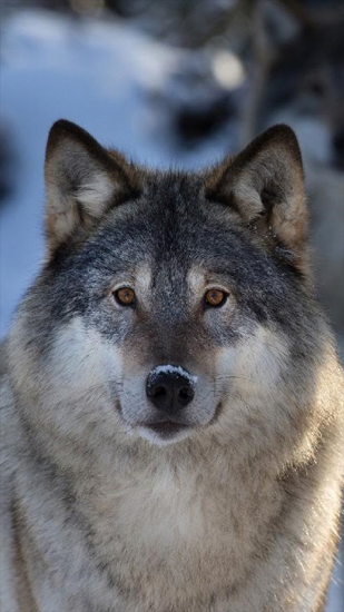 Скачать бесплатные живые обои Животные для Андроид на рабочий стол планшета: Wolves.