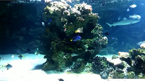 Скачать бесплатные живые обои Аквариумы для Андроид на рабочий стол планшета: Aquarium with sharks.