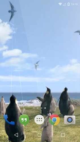 Скачать Arctic Penguin - бесплатные живые обои для Андроида на рабочий стол.