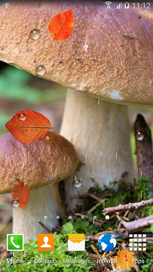 Скачать бесплатно живые обои Autumn mushrooms на Андроид телефоны и планшеты.