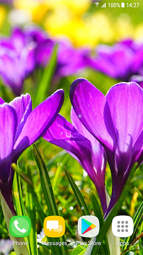 Скачать Beautiful spring flowers - бесплатные живые обои для Андроида на рабочий стол.