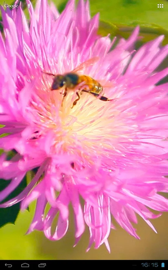 Скачать бесплатно живые обои Bee on a clover flower 3D на Андроид телефоны и планшеты.