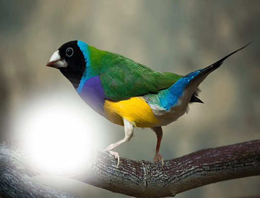 Скачать бесплатные живые обои Животные для Андроид на рабочий стол планшета: Birds photo frames.