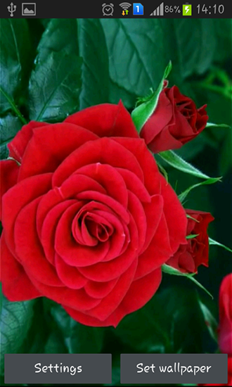 Скачать бесплатные живые обои Цветы для Андроид на рабочий стол планшета: Blooming red rose.