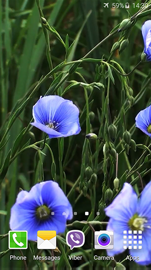 Скачать бесплатные живые обои Цветы для Андроид на рабочий стол планшета: Blue flowers by Jacal video live wallpapers.