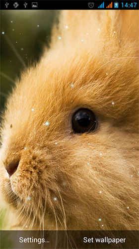 Скачать Bunny by Live Wallpapers Gallery - бесплатные живые обои для Андроида на рабочий стол.