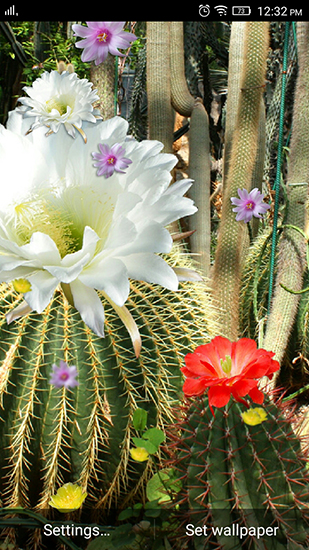 Скачать бесплатные живые обои Растения для Андроид на рабочий стол планшета: Cactus flowers.